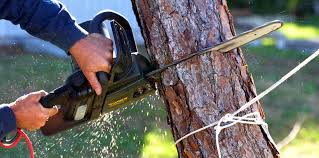 Best Tree Removal  in Bunker Hill, OR