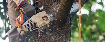 Why Choose Our Tree Removal Services in Bunker Hill, OR?