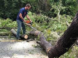 Bunker Hill, OR  Tree Services Company