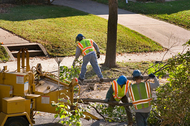 Lawn Renovation and Restoration in Bunker Hill, OR