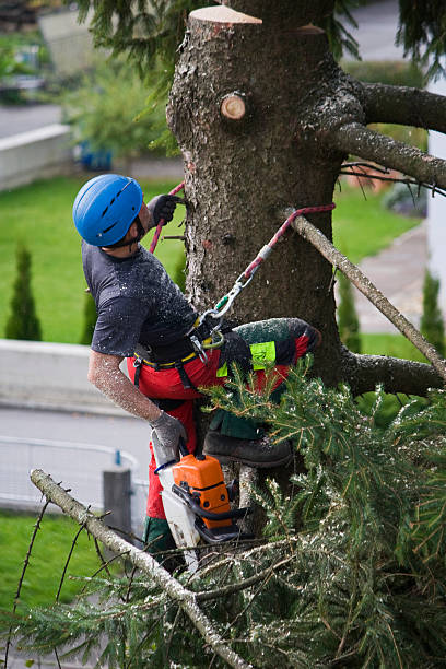 Best Lawn Grading and Leveling  in Bunker Hill, OR