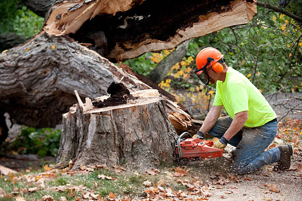 Best Hazardous Tree Removal  in Bunker Hill, OR