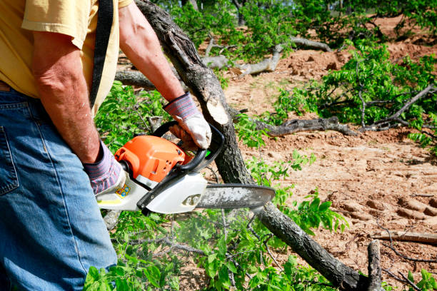 Best Stump Grinding and Removal  in Bunker Hill, OR